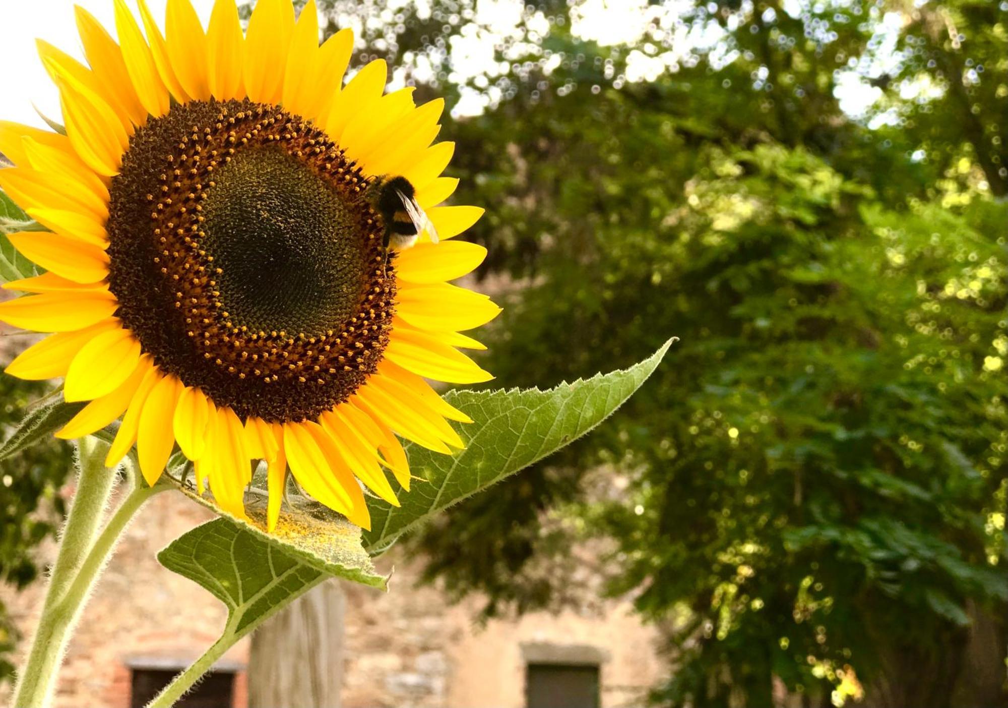 B&B Giuncaia17 Polveraia Kültér fotó